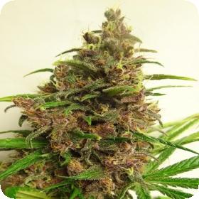 Malawi x PCK Feminised Seeds