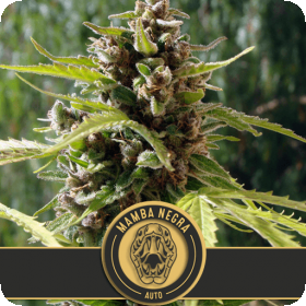 Mamba Negra Auto Feminised Seeds