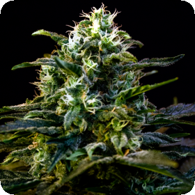 Mamba Negra Feminised Seeds