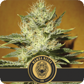 Mamba Negra CBD Feminised Seeds