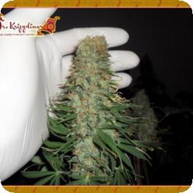 Mango Chutney Feminised Seeds