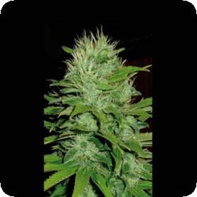 Mango Feminised Seeds