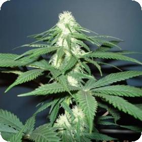Master  Kush  Feminized 5  Cannabis  Seeds 0