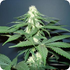 Master Kush Regular Seeds