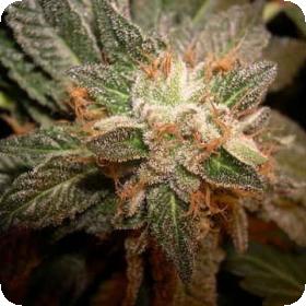 Mastodon Kush Feminised Seeds
