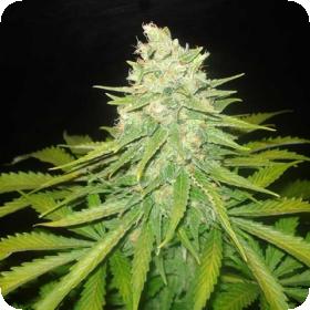 Mazar x Great White Shark Feminised Seeds