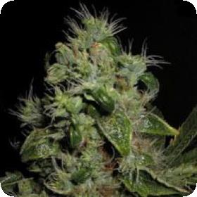Mazari Feminised Seeds
