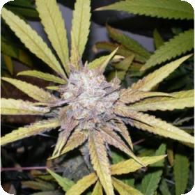 Melon Gum Feminised Seeds