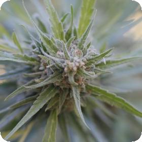 Midnight Kush Feminised Seeds