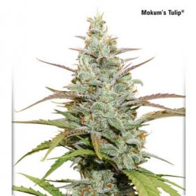 Mokum's Tulip Feminised Seeds