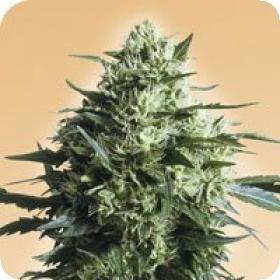 Mother's Finest Regular Seeds