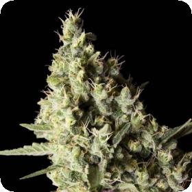 Narkosis Feminised Seeds