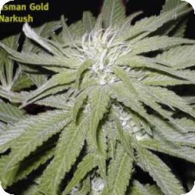 Narkush Regular Seeds