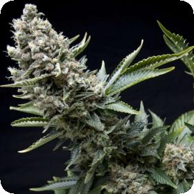 New York City Feminised Seeds