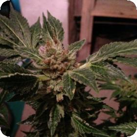 New  York 47  Feminised  Cannabis  Seeds  World  Of  Cannabis  Seeds 0