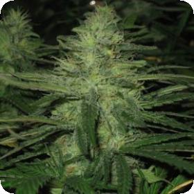 Northern Light Feminised Seeds