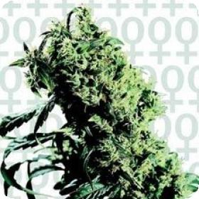 Northern  Lights 5  X  Haze  Feminised 0