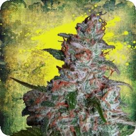 Northern  Lights  Moc  Feminized  Ministry  Of  Cannabis 0