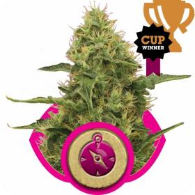 Northern  Light  Feminised  Cannabis  Seeds  Royal  Queen  Cannabis  Seeds 0