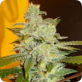 Northern  Lights  Feminised  Cannabis  Seeds  Expert  Cannabis  Seeds 0