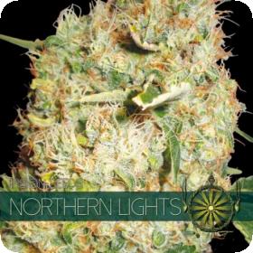 Northern Lights Feminised Seeds