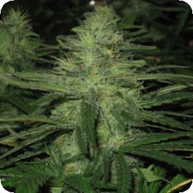 Northern Lights Regular Seeds