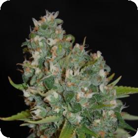 OG13 Feminised Seeds