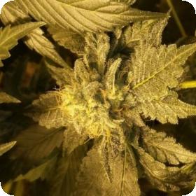 OG Critical Feminised Seeds