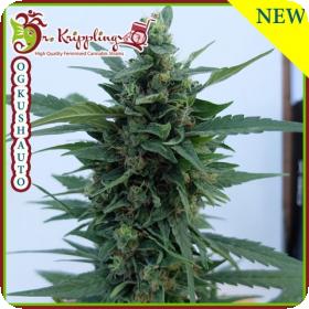 OG Kush Auto Feminised Seeds