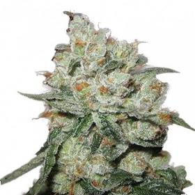Og  Kush  Feminised  Cannabis  Seeds  Phoenix  Cannabis  Seeds 0