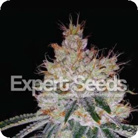 OGesus Auto Feminised Seeds