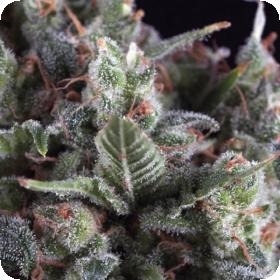 Olympia Feminised Seeds