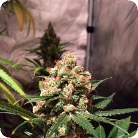 Orange Hill Special Regular Seeds