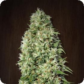 Orient Express Feminised Seeds