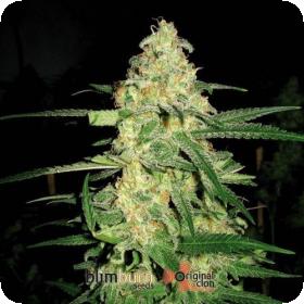 Original Clon Feminised Seeds