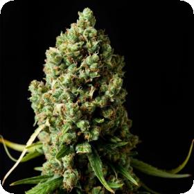Original  Skunk  Feminised  Cannabis  Seeds  Phoenix  Cannabis  Seeds 0
