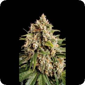 Orka Feminised Seeds