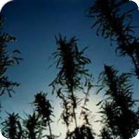 Outdoor Mix Regular Seeds