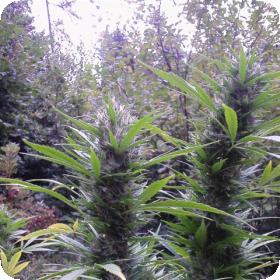Passion #1 Regular Seeds Passion #1 Regular Seeds