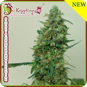 Patelamp39s  Cornershop  Surprise  Feminised  Cannabis  Seeds  Dr  Krippling  Cannabis  Seeds 0