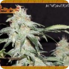 Pickled Diesel Auto Feminised Seeds