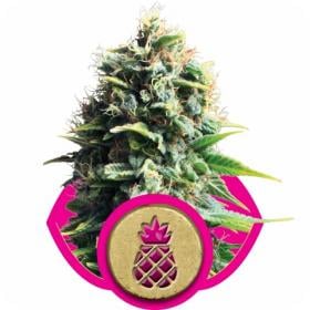 Pineapple Kush Feminised Seeds