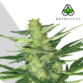 Polar Express Auto Feminised Seeds