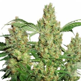 Power Plant Regular Seeds