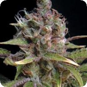 Power Africa Feminised Seeds