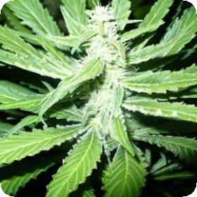 P.P.P. (Pure Power Plant) Feminised Seeds