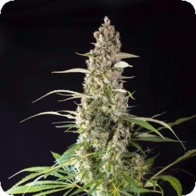 Prima Holandica Regular Seeds