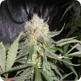 Kush Van Stitch Autoflowering Feminised Seeds