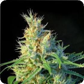 Psicodelicia Feminised Seeds