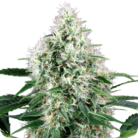 Pure  Power  Plant  Autoflowering  Jpg